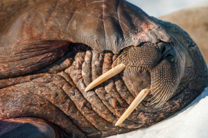 巨额转会!西甲德比豪门对决,金元足球的浪漫与残酷! 巨额转会!西甲德比豪门对决,金元足球的浪漫与残酷!